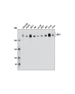 Cell Signaling Zo-1 (D7d12) Rabbit mAb