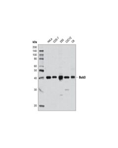 Cell Signaling Bub3 (D8G6) Rabbit mAb 20 uL