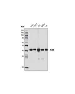 Cell Signaling Bub3 (D4F9) Rabbit mAb 20 uL