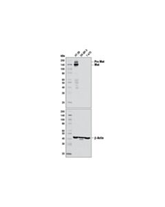 Cell Signaling Met (D1C2) Rabbit Monoclonal Antibody