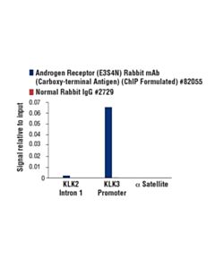 Cell Signaling Androgen Receptor (E3s4n) Rabbit mAb (Carboxy-Terminal Antigen) (Chip Formulated)
