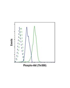 Cell Signaling Phosphoplus Akt (Thr308) Antibody Duet