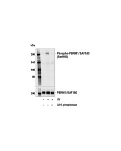 Cell Signaling Phospho-Pbrm1/Baf180 (Ser948) (E6z2c) Rabbit mAb