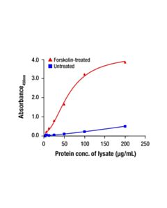 Cell Signaling Phospho-DRP1 (Ser637) Matched Antibody Pair