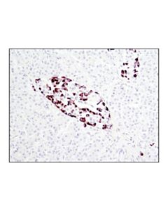 Cell Signaling Proglucagon (D16g10) Xp Rabbit mAb