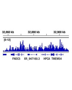 Cell Signaling Ubiquityl-Histone H2a (Lys119) (D27c4) Xp Rabbit mAb