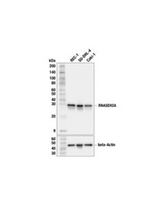 Cell Signaling RNASEH2A (F5D8B) Rabbit Monoclonal Antibody