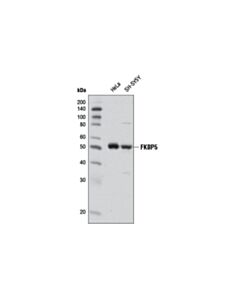 Cell Signaling Fkbp5 Antibody