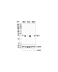 Cell Signaling HO-1 (E7U4W) Rabbit mAb 20 uL