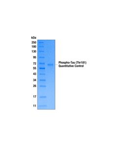 Cell Signaling Phospho-Tau (Thr181) Quantitative Control