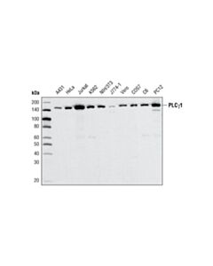 Cell Signaling LAT Signalosome Antibody Sampler Kit