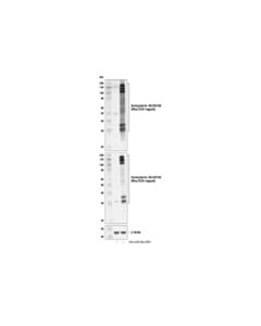 Cell Signaling Semaphorin-4D/CD100 (E8S8A) Rabbit mAb 20 uL