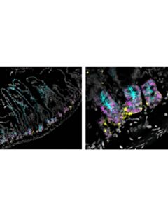 Cell Signaling Pcna (D3h8p) Xp Rabbit mAb (Alexa Fluor 647 Conjugate)