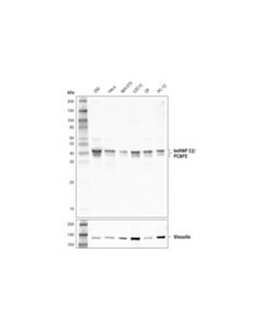 Cell Signaling Hnrnp E2/Pcbp2 (D1s5e) Rabbit mAb