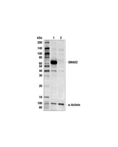 Cell Signaling Smad2 (D43b4) Xp ® Rabbit mAb (BSA And Azide Free)