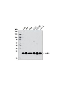 Cell Signaling 14-3-3 (Pan) Antibody