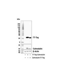 Cell Signaling T7-Tag (F1O6G) Mouse mAb 20 uL