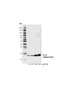 Cell Signaling Cleaved-IL-1beta (Asp116) (D3A3Z) Rabbit mAb 20 uL