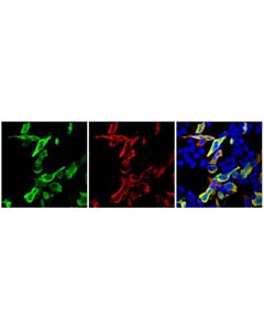 Cell Signaling VSV-g Tag (E8S5G) Mouse Chimeric mAb