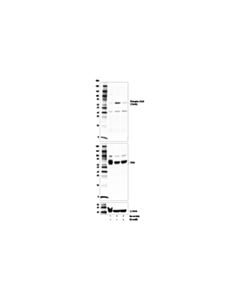 Cell Signaling Ku-55933