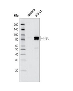 Cell Signaling Lipolysis Activation Antibody Sampler Kit