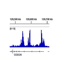 Cell Signaling BRD4 (pan) (E1Y1P) Rabbit mAb 20 uL