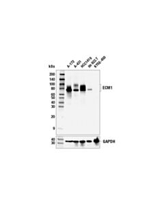 Cell Signaling Ecm1 (E3b9a) Rabbit mAb