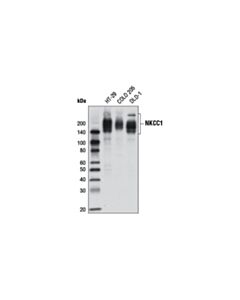 Cell Signaling Nkcc1 (D13a9) Rabbit mAb