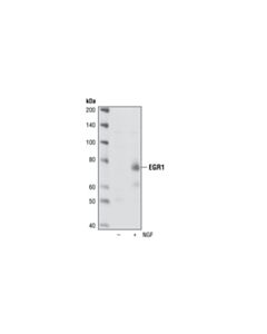 Cell Signaling Egr1 (15f7) Rabbit mAb (BSA And Azide Free)