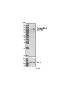 Cell Signaling Dub Antibody Sampler Kit