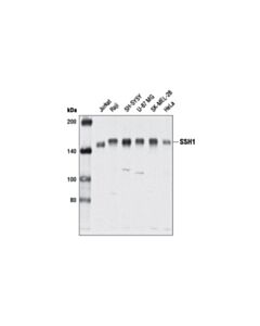 Cell Signaling Cofilin Activation Antibody Sampler Kit