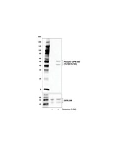 Cell Signaling Resiquimod (R-848)