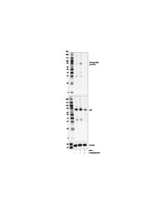 Cell Signaling Phospho-Rip (Ser321) Antibody (Mouse Specific)