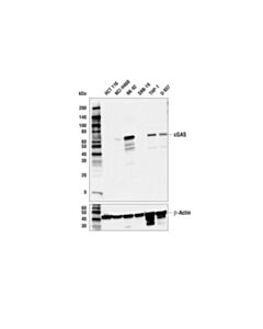 Cell Signaling Cgas (E9g9g) Rabbit mAb