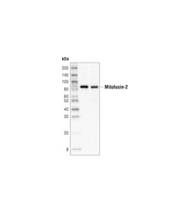 Cell Signaling Mitofusin-2 (D2d10) Rabbit mAb (Hrp Conjugate)