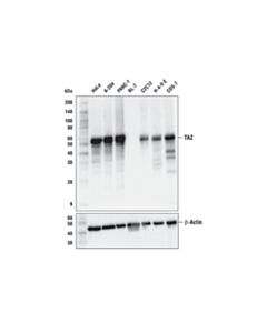 Cell Signaling TAZ (E8E9G) Rabbit mAb 20 uL