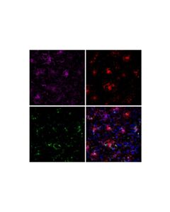 Cell Signaling CD68 (E3O7V) Feline Chimeric mAb