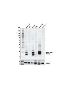Cell Signaling Myelin Basic Protein (E9p7u) Mouse mAb