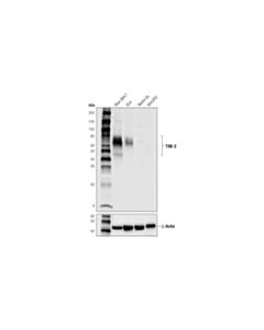 Cell Signaling Tim-3 (D3m9r) Xp Rabbit mAb (Mouse Specific)