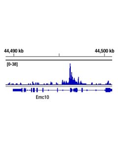 Cell Signaling Oct-4a (D6c8t) Rabbit mAb (Mouse Specific)