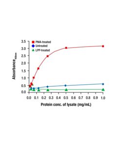Cell Signaling Phospho-MEK1 (Ser217/221) Matched Antibody Pair