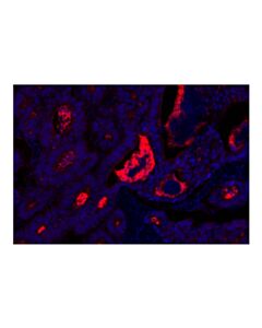 Cell Signaling CD133 (D2V8Q) XP ® Rabbit mAb (Alexa Fluor ® 647 Conjugate)