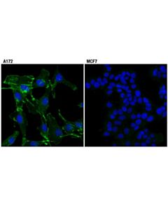 Cell Signaling N-Cadherin (D4r1h) Xp® Rabbit mAb (BSA And Azide Free)