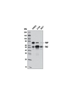 Cell Signaling Yap/Taz (D24e4) Rabbit mAb