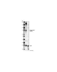 Cell Signaling Phospho-Foxo1 (Ser256) (E1f7t) Rabbit mAb