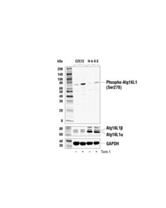 Cell Signaling Phospho-Atg16l1 (Ser278) Antibody