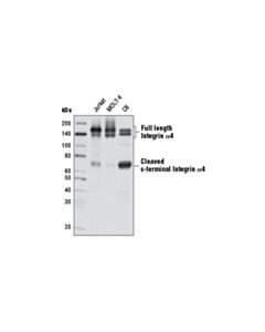Cell Signaling Integrin Alpha4 (D2e1) Xp Rabbit mAb