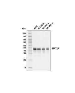 Cell Signaling Mat2a (E5i7c) Rabbit mAb