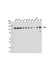 Cell Signaling C-Cbl (D4e10) Rabbit mAb