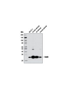 Cell Signaling Star (D10h12) Xp Rabbit mAb